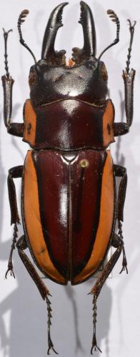 Prosopocoilus bison